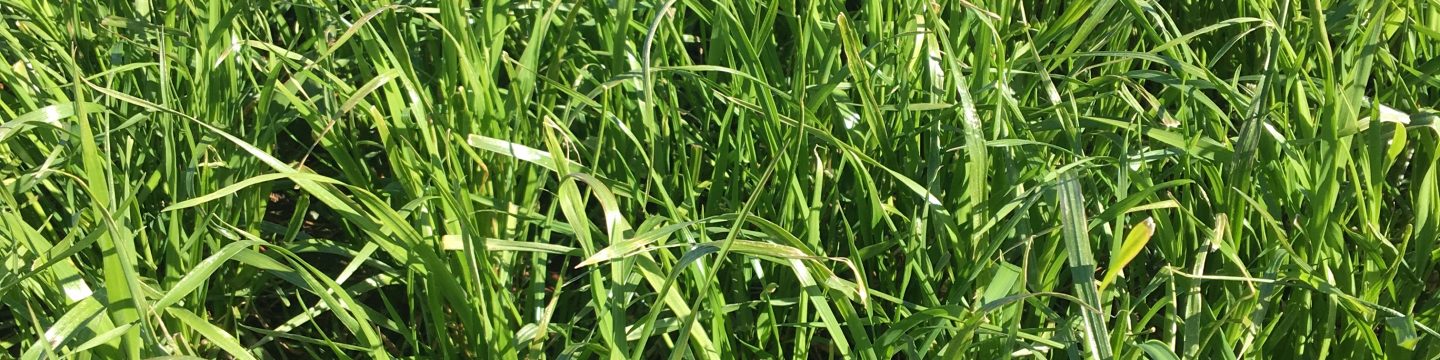 Hybrid ryegrass - Joordens Zaden